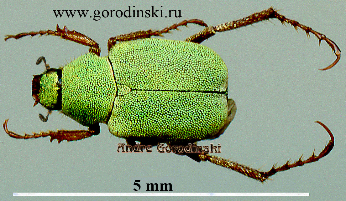 http://www.gorodinski.ru/scarabs/Hoplia minuscula.jpg
